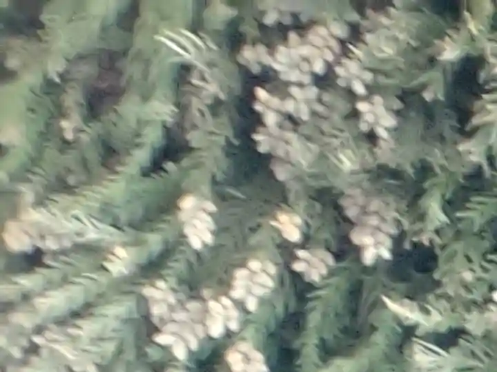 大國魂神社の自然