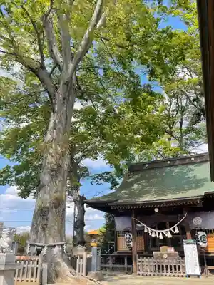 守谷総鎮守 八坂神社の本殿・本堂