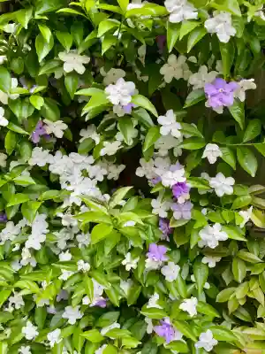 長応院(東京都)