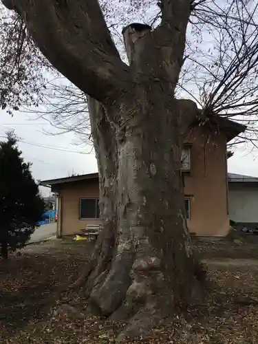 笠原神社の自然