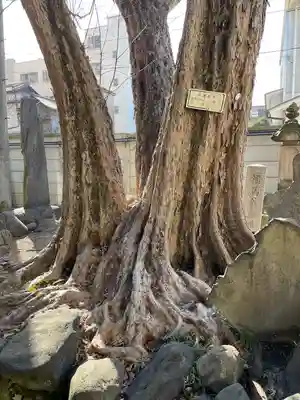 円通寺(東京都)