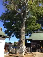 守谷総鎮守 八坂神社の自然