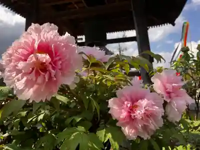 真言宗　善通寺派　薬王寺の{uncategorized: "未分類", other: "その他", undefined: "問題あり", building: "その他建物", grave: "お墓", sacred_gate: "鳥居", guardian: "狛犬", statue: "像", buddha: "仏像", history: "歴史", nature: "自然", garden: "庭園", animal: "動物", pagoda: "塔", temizu: "手水舎", mountain_gate: "山門・神門", sanctuary: "本殿・本堂", subordinate: "末社・摂社", art: "芸術", scenery: "景色", jizo: "地蔵", ema: "絵馬", goshuin: "御朱印", omikuji: "おみくじ", items: "授与品その他", amulet: "お守り", goshuincho: "御朱印帳", eats: "食事", festival: "お祭り", votive_dance: "神楽", shichigosan: "七五三参", wedding: "結婚式", experience: "体験その他", initially: "初詣", around: "周辺", anti_infection: "感染症対策"}