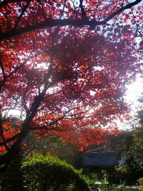 浄光明寺の自然