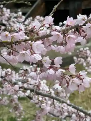 国宝 大法寺の{uncategorized: "未分類", other: "その他", undefined: "問題あり", building: "その他建物", grave: "お墓", sacred_gate: "鳥居", guardian: "狛犬", statue: "像", buddha: "仏像", history: "歴史", nature: "自然", garden: "庭園", animal: "動物", pagoda: "塔", temizu: "手水舎", mountain_gate: "山門・神門", sanctuary: "本殿・本堂", subordinate: "末社・摂社", art: "芸術", scenery: "景色", jizo: "地蔵", ema: "絵馬", goshuin: "御朱印", omikuji: "おみくじ", items: "授与品その他", amulet: "お守り", goshuincho: "御朱印帳", eats: "食事", festival: "お祭り", votive_dance: "神楽", shichigosan: "七五三参", wedding: "結婚式", experience: "体験その他", initially: "初詣", around: "周辺", anti_infection: "感染症対策"}