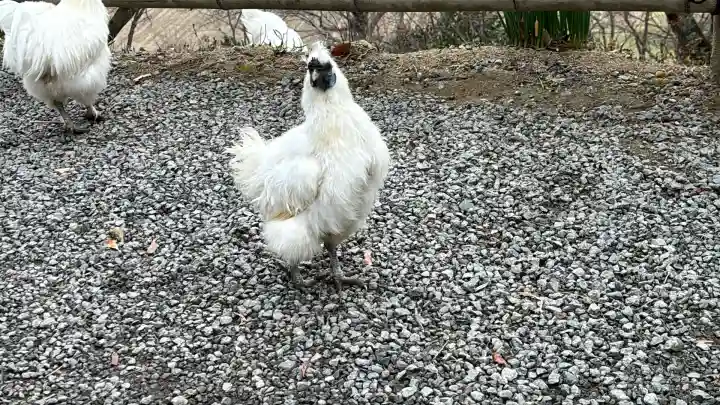 高屋敷稲荷神社(福島県)