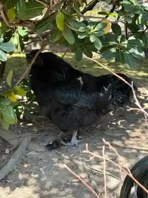 熱田神宮の{uncategorized: "未分類", other: "その他", undefined: "問題あり", building: "その他建物", grave: "お墓", sacred_gate: "鳥居", guardian: "狛犬", statue: "像", buddha: "仏像", history: "歴史", nature: "自然", garden: "庭園", animal: "動物", pagoda: "塔", temizu: "手水舎", mountain_gate: "山門・神門", sanctuary: "本殿・本堂", subordinate: "末社・摂社", art: "芸術", scenery: "景色", jizo: "地蔵", ema: "絵馬", goshuin: "御朱印", omikuji: "おみくじ", items: "授与品その他", amulet: "お守り", goshuincho: "御朱印帳", eats: "食事", festival: "お祭り", votive_dance: "神楽", shichigosan: "七五三参", wedding: "結婚式", experience: "体験その他", initially: "初詣", around: "周辺", anti_infection: "感染症対策"}