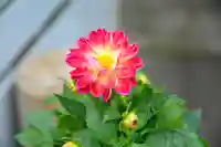 尻岸内八幡神社の景色