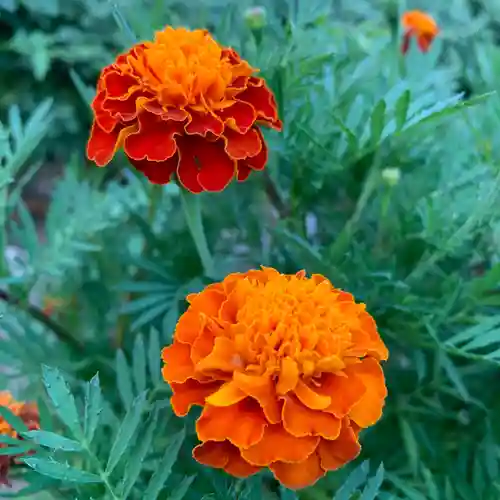 豊景神社の自然