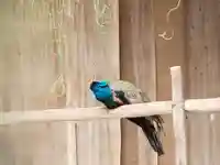 園城寺(三井寺)の動物