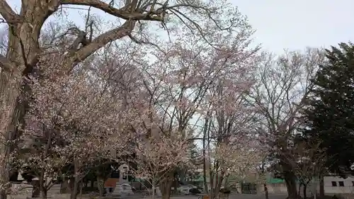 北海道護國神社の自然