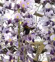 西方山極楽寺(岐阜県)