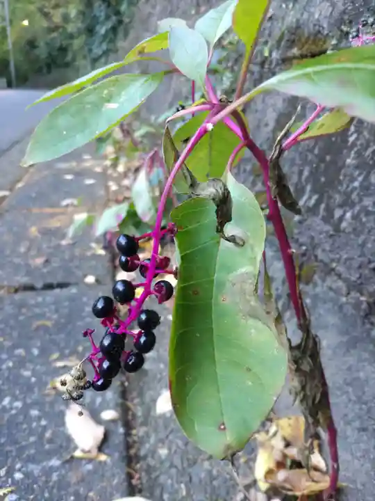 金藏寺(埼玉県)