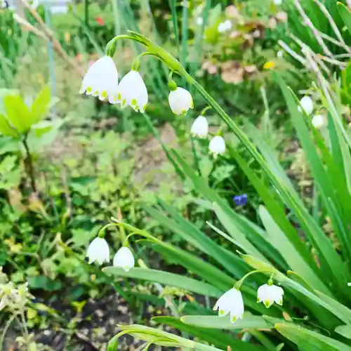 豊景神社の自然