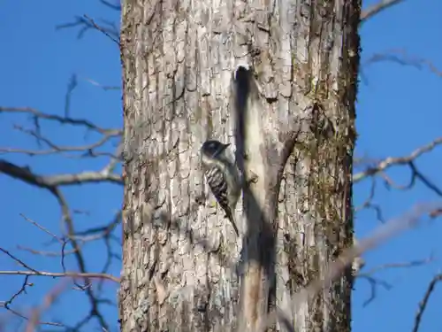 留辺蘂神社の動物