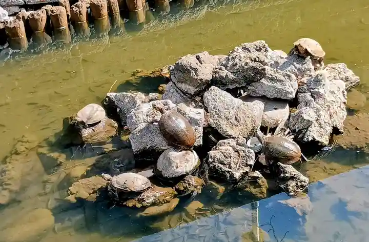 磐井神社(東京都)