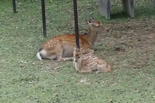 春日大社の動物