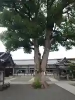加支多神社の自然