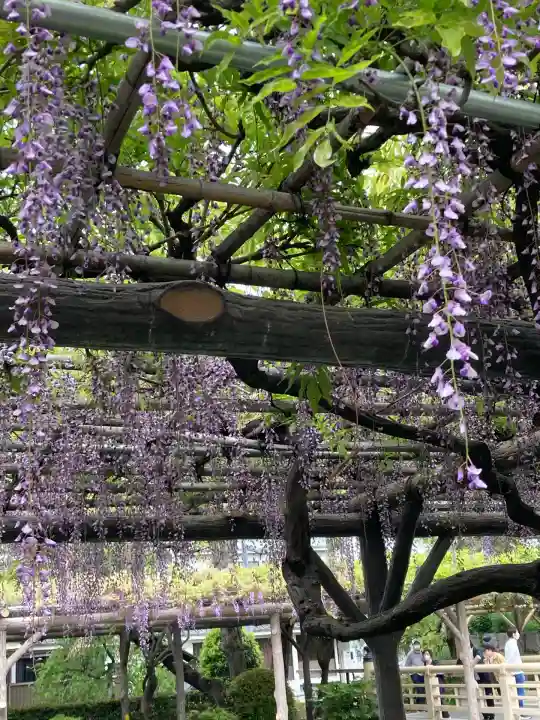 亀戸天神社(東京都)