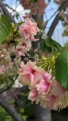 六孫王神社(京都府)