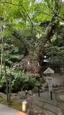 來宮神社(静岡県)