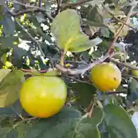 七重浜海津見神社の自然