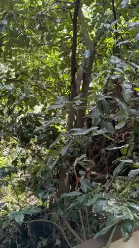 愛宕神社（阿多古神社）(京都府)