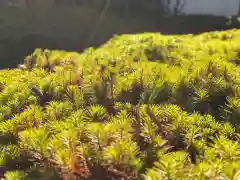 西方山極楽寺の自然