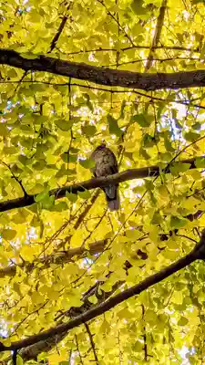 冠稲荷神社の動物