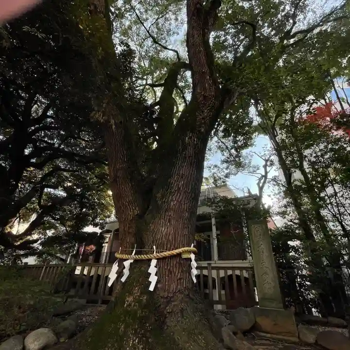 乃木神社の自然