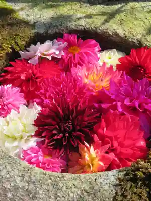 岡寺（龍蓋寺）の手水舎