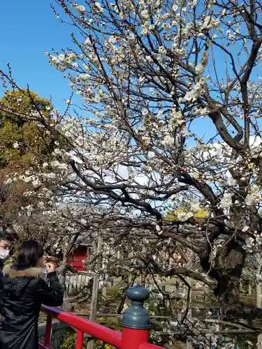 亀戸天神社の自然