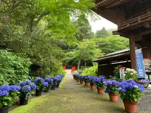 普門寺(切り絵御朱印発祥の寺)の庭園