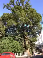 東海市熊野神社の自然