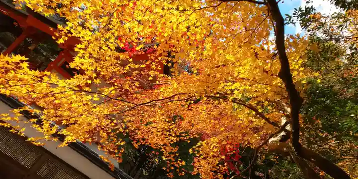 出雲大神宮の自然
