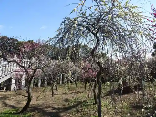 道明寺天満宮の自然