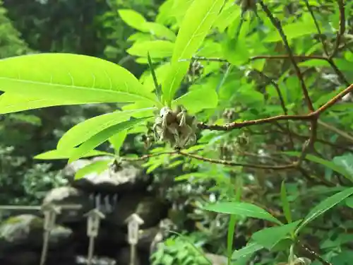 日光二荒山神社の自然