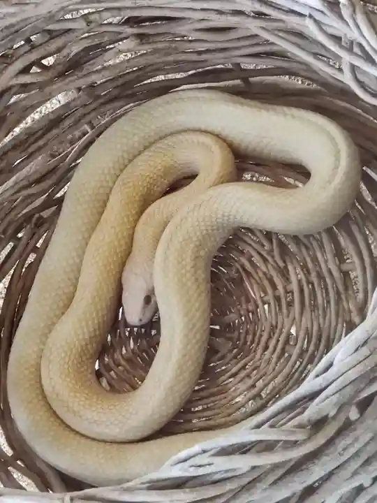 岩国白蛇神社の動物