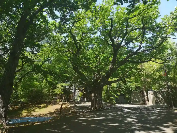 相馬神社の自然