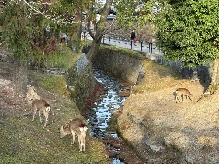 東大寺の{uncategorized: "未分類", other: "その他", undefined: "問題あり", building: "その他建物", grave: "お墓", sacred_gate: "鳥居", guardian: "狛犬", statue: "像", buddha: "仏像", history: "歴史", nature: "自然", garden: "庭園", animal: "動物", pagoda: "塔", temizu: "手水舎", mountain_gate: "山門・神門", sanctuary: "本殿・本堂", subordinate: "末社・摂社", art: "芸術", scenery: "景色", jizo: "地蔵", ema: "絵馬", goshuin: "御朱印", omikuji: "おみくじ", items: "授与品その他", amulet: "お守り", goshuincho: "御朱印帳", eats: "食事", festival: "お祭り", votive_dance: "神楽", shichigosan: "七五三参", wedding: "結婚式", experience: "体験その他", initially: "初詣", around: "周辺", anti_infection: "感染症対策"}