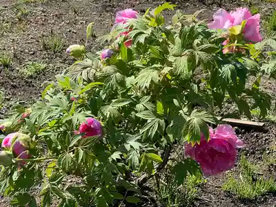 箭弓稲荷神社(埼玉県)
