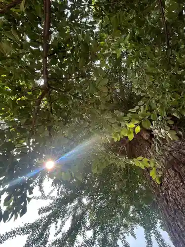 鴻神社(埼玉県)
