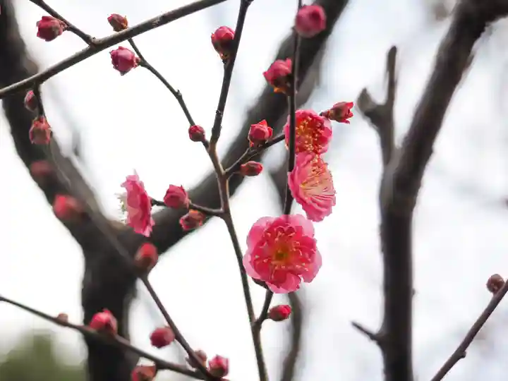 亀戸天神社(東京都)