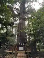 麻賀多神社(千葉県)