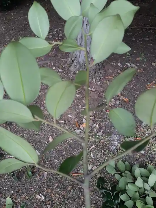 酒門神社(茨城県)