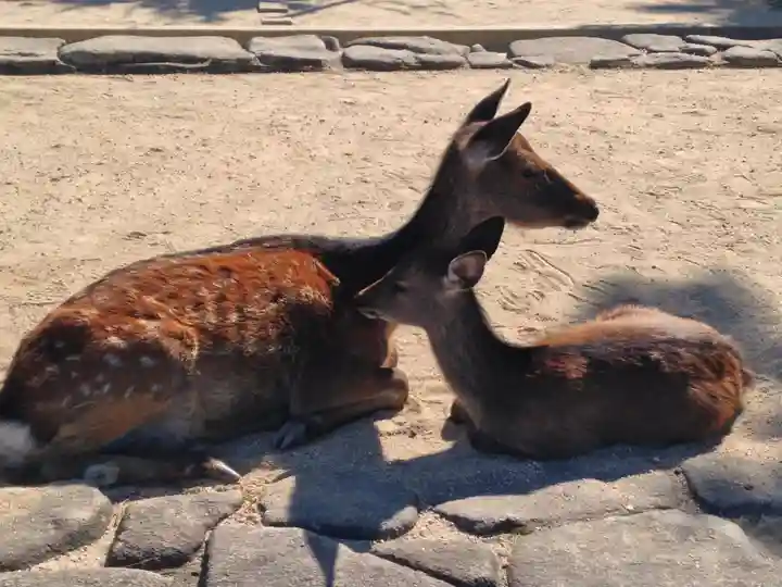 厳島神社(広島県)