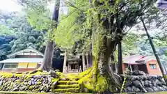 八幡神社(福井県)