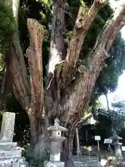 下野八幡大神社の自然