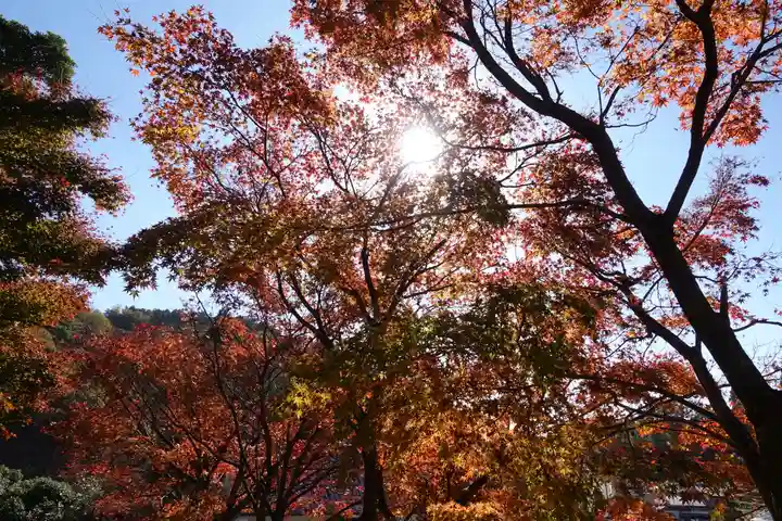 柳谷観音 楊谷寺の自然