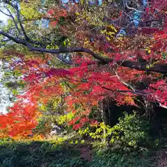 坂本八幡宮の自然